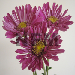 chrysanthemum cushion pink